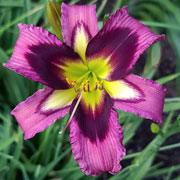 Flying Penquin Daylily